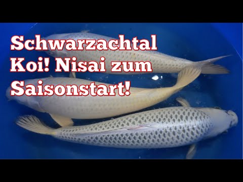 A selection of Schwarzachtal Koi Nisai for the start of the 2025 season!