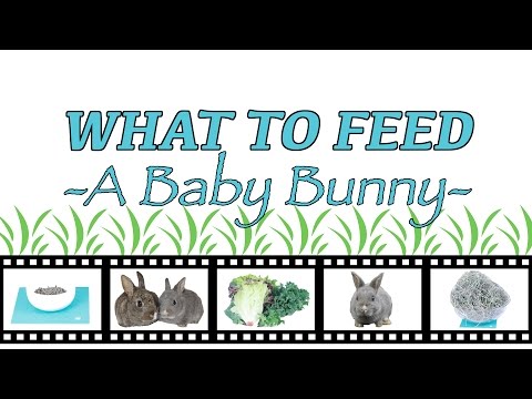 What To Feed A Baby Bunny