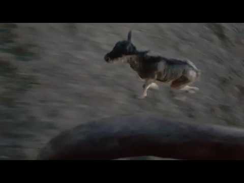 Wildebeest calf imprints on safari vehicle minutes after being born