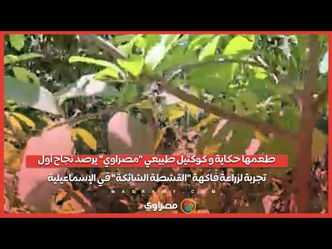 طعمها حكاية وكوكتيل طبيعي "مصراوي" يرصد نجاح أول تجربة لزراعة فاكهة "القشطة الشائكة" في الإسماعيلية 