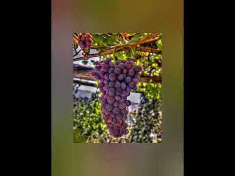 Oh cuan santa es la unión (y vivir una vida feliz)