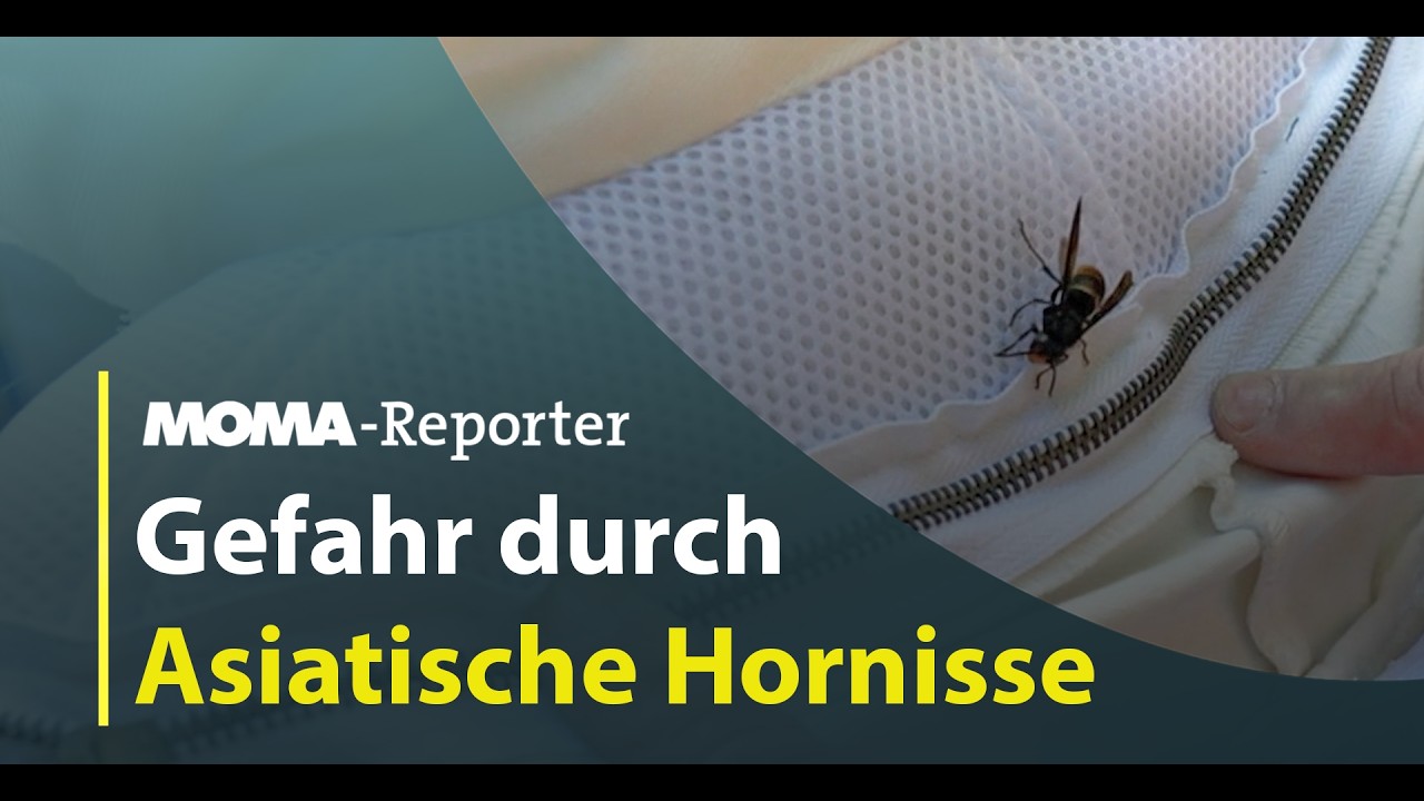 Gefährlicher Kampf gegen Asiatische Hornisse | ARD Morgenmagazin