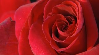 Hofmann&#39;s Potion | Sandoz Laboratory Miracle | Full Documentary | My Favorite