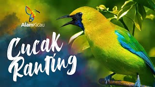 Download lagu SUARA CUCAK RANTING GACOR UNTUK PANCINGAN CUCAK RANTE BAHAN SUSAH BUNYI AGAR CEPAT GACOR mp3
