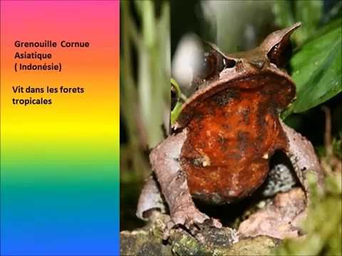 Les grenouilles à travers le monde