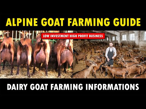 , title : 'Alpine Goat Farming - Low investment high Profit business idea | Dairy Goat Number'