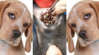 How to remove ticks form dog || Tick removal from dog #8