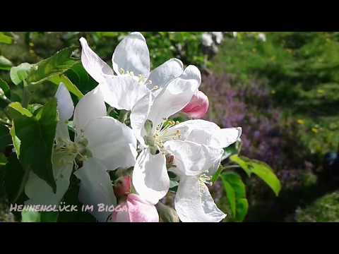 Apfelblüten Wanderung Südtirol | A walk between apple trees in bloom South Tyrol