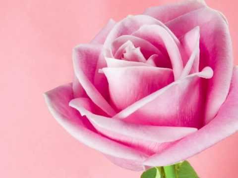 download lagu mp3 mp4 Teri Mohabbat Ne Dil Mein Makaam Kar Diya Lyrics, download lagu Teri Mohabbat Ne Dil Mein Makaam Kar Diya Lyrics gratis, unduh video klip Teri Mohabbat Ne Dil Mein Makaam Kar Diya Lyrics