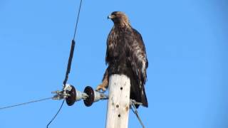 preview picture of video 'Adult Golden Eagle in Southern Saskatchewan, Feb 2014'