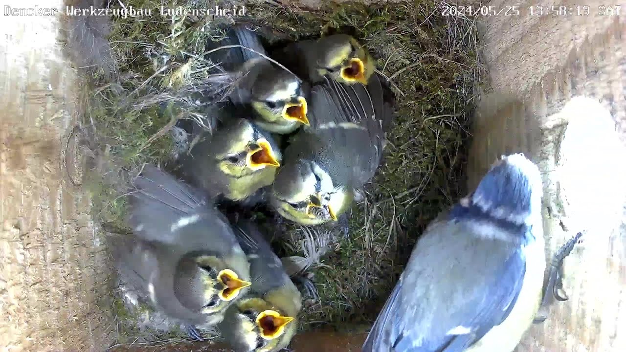 Auch die Küken der Gaga-Blaumeise sind kurz vor dem Ausflug! | 25.05.2024