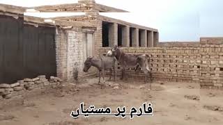 Donkey breeding and farming methods.🫡
