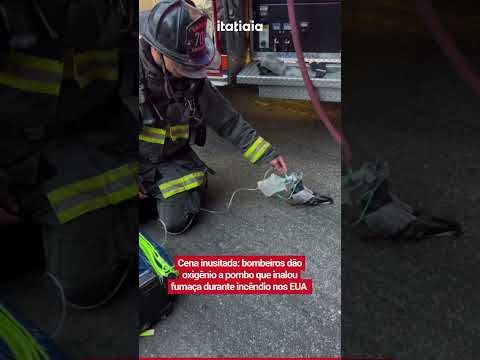 CENA INUSITADA: BOMBEIROS DÃO OXIGÊNIO A POMBO QUE INALOU FUMAÇA DURANTE INCÊNDIO NOS EUA