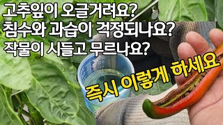고추잎이 오글거리나요? 침수와 과습이 걱정되나요? 작물이 시들고 무르나요? 이거면 됩니다