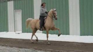 preview picture of video 'Palomino National Show Horse - 4 yr old'