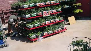 How big box stores make money selling plants.