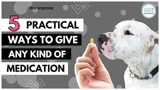 5 Different ways to give pill 💊or capsule to your dog🐶