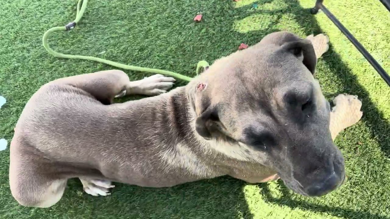 Enlarge Avalon, a ADOPTABLE mixed breed in Wasco, CA video 5/5