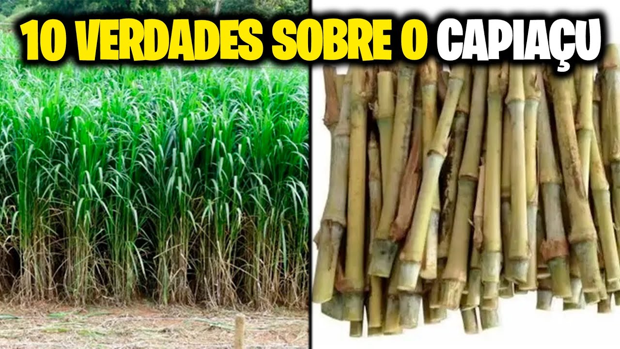 10 VERDADES sobre o CAPIAÇU!