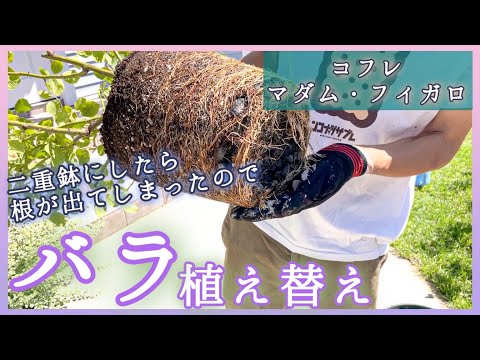 低木バラ 'ファンタン ラトゥール' 植物