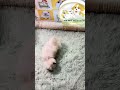 Zoe Dog Puppy Zoelife Cute Drzoe Funny Pet