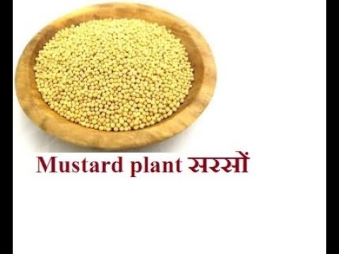 सरसों की पहचान और औषधीय गुण/mustard seeds benefits in ayurveda Video