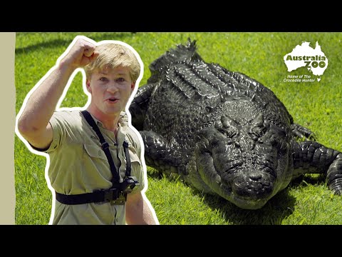 Robert Irwin's Croc Profiles - Acco | Australia Zoo Life