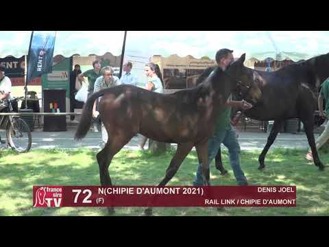 Sprinter Sacré Show 2021 : Lot 72 - N.21 Chipie D'Aumont