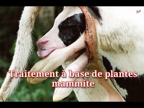 , title : 'Mammite Traitement à base de plantes pour le bétail en Inde.  Économisez de l'argent'