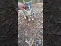 He Hissed At Me Beautiful Feral Gray White Tabby ️ Shorts