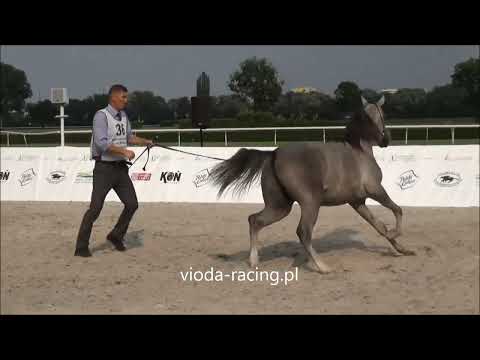 Prezentacja - Klasa IV - ogierki roczne, 10.08.2018