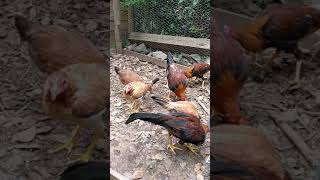 Pinnon yellow leg hatch