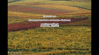 Galerie Fotoserie Weinberge in Herbstfarben Hackenheim Rheinhessen