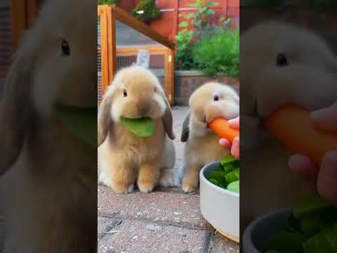 Adorable Baby Rabbits Eating Carrot & Lettuce | WoW Animals 🥕🥕🥕 #funny #animals