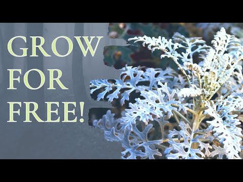 image-How do you care for a dusty miller plant?
