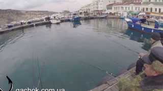 Ловля пикши в черном море балаклава-крым