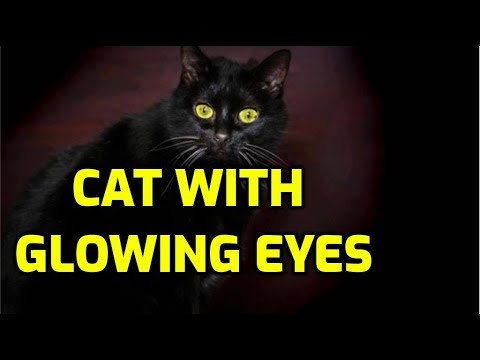 Why Do Cats Eyes Shine At Night?