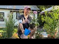 Planting Dahlias Zinnias Cosmos Sunflowers Finally Visit Our Garden