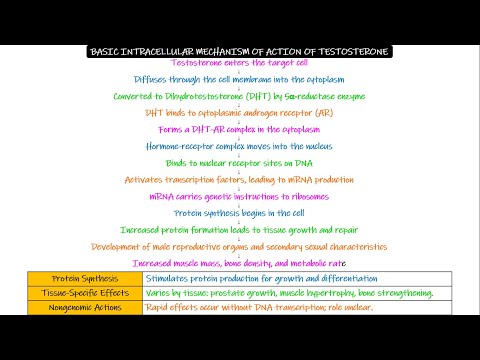 Mechanism of action of Testosterone. Chapter 81 part 10. Guyton and Hall Physiology.