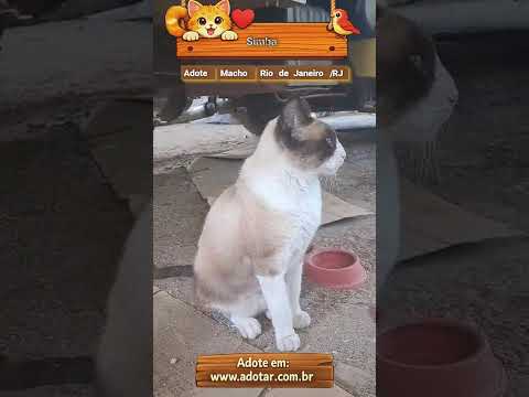Vídeo de Simba
