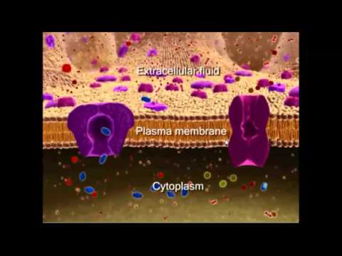 La membrane plasmique