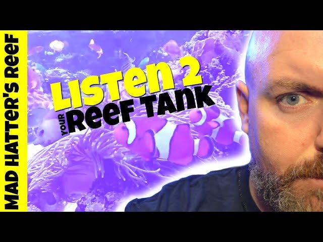 How to Listen to Your Reef Tank