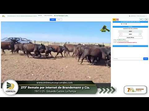 19-11-25 - 273º Remate por Internet de Brandemann y Cia. - Eduardo Castex, La Pampa