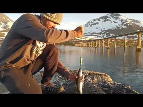 Hullu iltasyönti! Seitiä aamupalaksi. Sopuli vlog 5/100