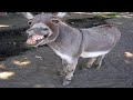 Donkey Sounds Noises
