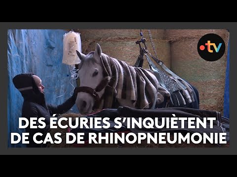 Des écuries s'inquiètent après un cas de rhinopneumonie équine