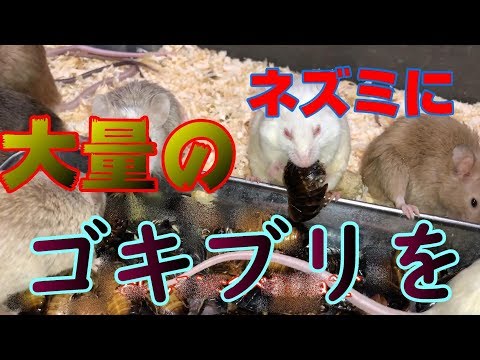 【視聴注意】大量のネズミに大量のゴキブリをあげました【冷凍デュビア】