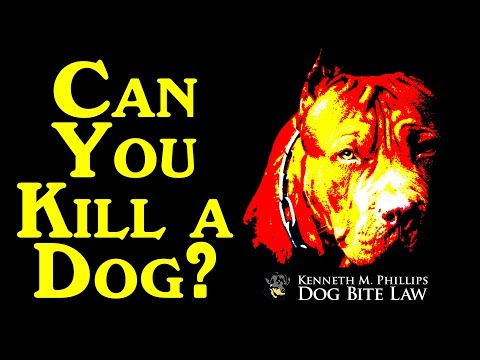 YouTube video about: Can u go to jail for killing a dog?