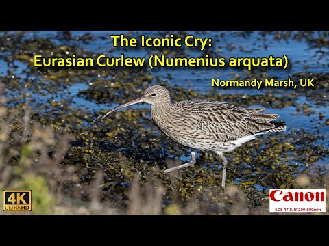 Brodec veľký (Numenius arquata) — Eurasian Curlew ikonický hlas v Normandy Marsh