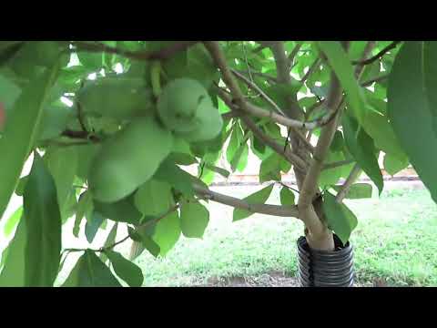 Fruiting Pawpaws in Western New York! (July 2022)